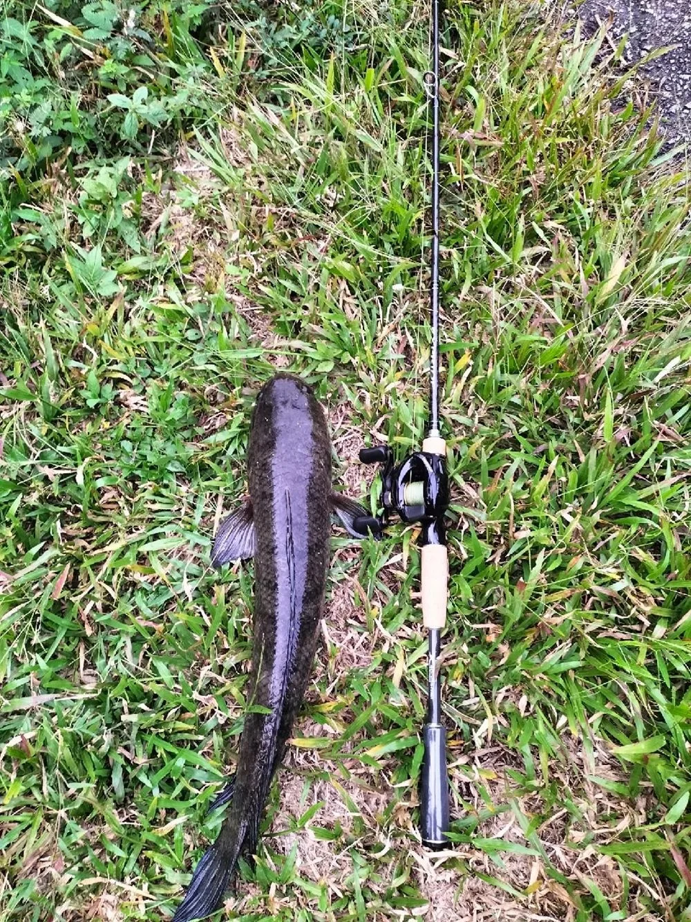 198m 21m High Carbon M Action None None - view 6