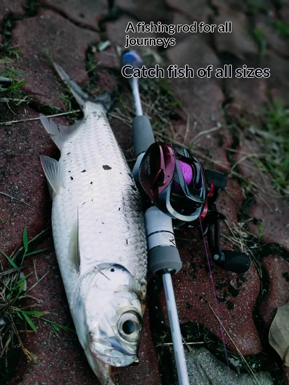 New Style White Solid Carbon Bass None None - view 7
