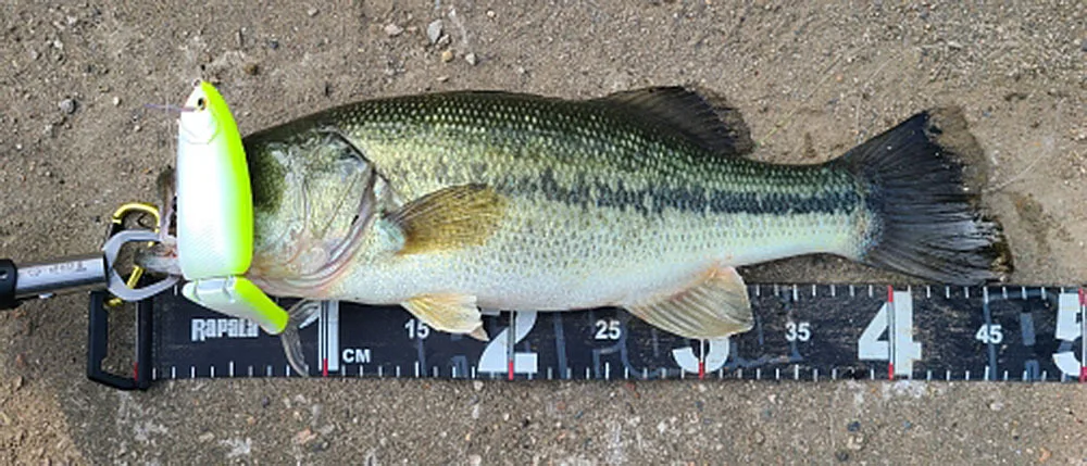 Artificial Hard Bait Plastic Lure Floating Plastic None - view 7