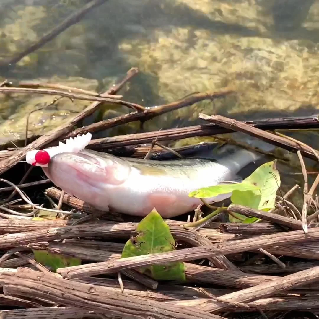 Soft Worm TPR 5cm 7cm 11 / Plastic Lure Saltwater ABS Pencil Lure - view 11