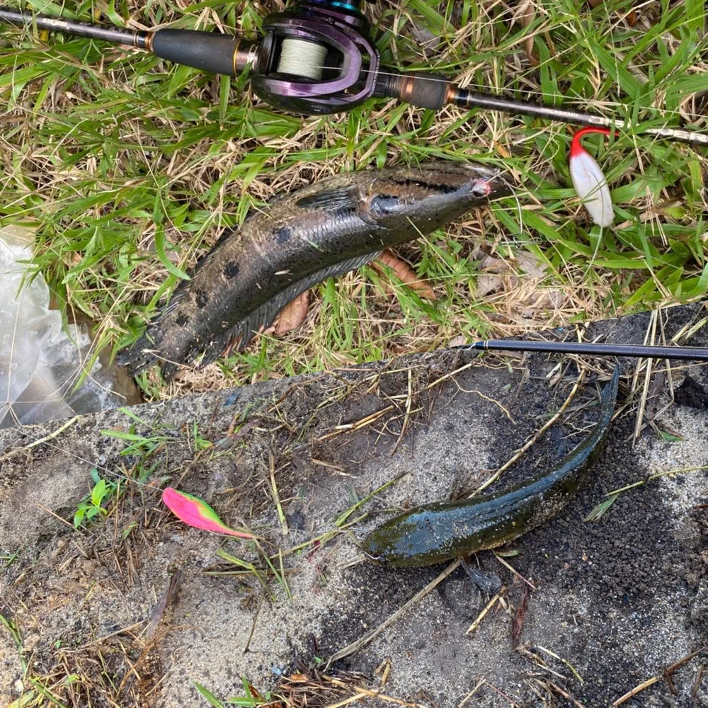 Cheery New 2026 3 11 g Frog Soft Worm Fishing Bait Carp Lure ABS Pencil Lure - view 13